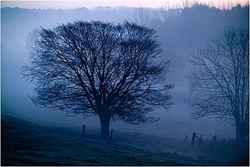 Ploegsteert Wood at dawn. 