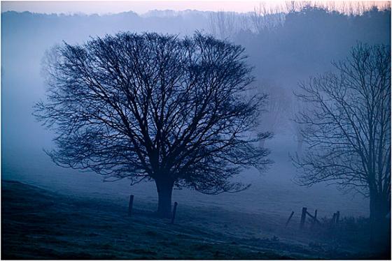 Ploegsteert Wood at dawn. 