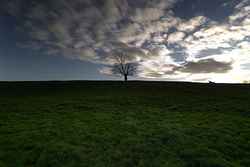 Messines - Lone Tree Cemetery