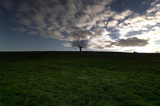 Messines - Lone Tree Cemetery