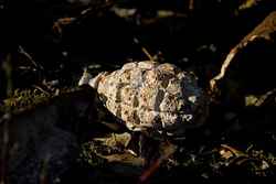 Grenade