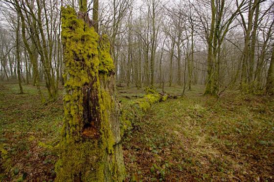 Verdun - Observation Tree