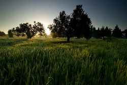 The Vineyard - Krithia