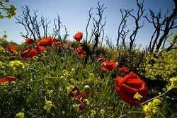 Scimitar Hill - Suvla Bay: Turkish Trenches