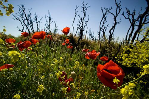 Scimitar Hill - Suvla Bay: Turkish Trenches