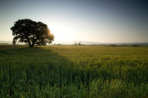 The vanished Norfolks - Azmak